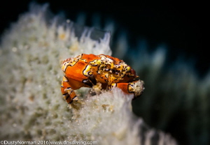 Gaudy clown crab on top of a vase sponge by Dusty Norman 